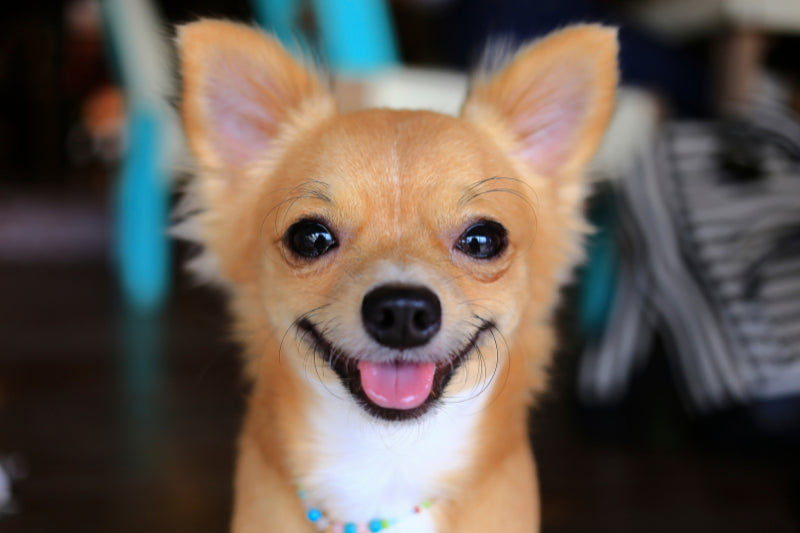 What Is The Friendliest Small Dog?